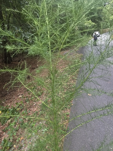 dogfennel