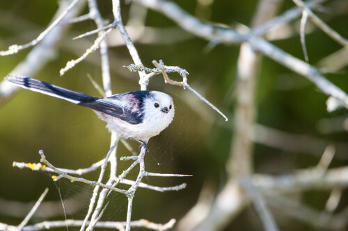 Northern × Central European Long-tailed Tit