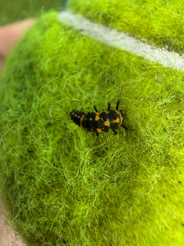 Spotted Pink Lady Beetle