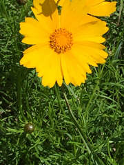 Coreopsis grandiflora