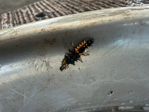 Asian Lady Beetle