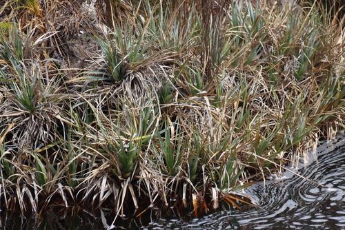 Prionium serratum