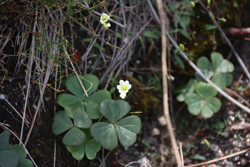 Oxalis truncatula