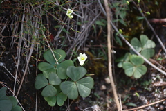 Oxalis truncatula
