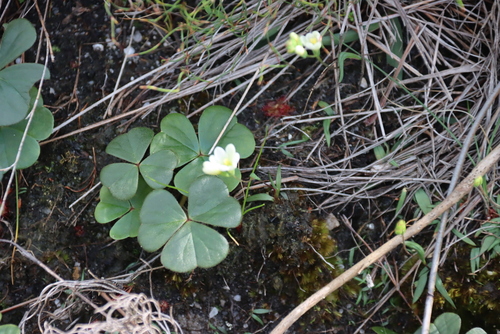 Oxalis truncatula, photograph 1