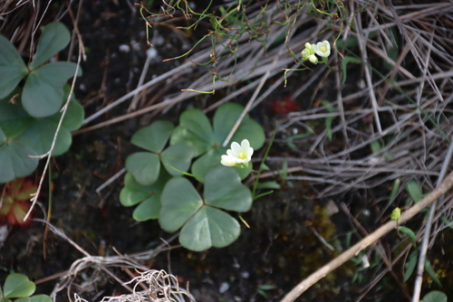 Oxalis truncatula, photograph 2
