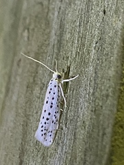 Yponomeuta multipunctella