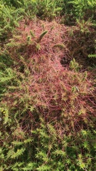Cuscuta epithymum, photograph author not stated, no rights reserved