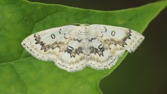 Cyclophora annularia