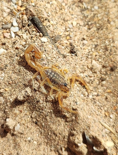 Buthus parroti
