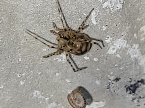 Cave spider, Tytsjerk, Dorpshuis, 9255 KC Tytsjerk, Nederland, photo 6 of 10