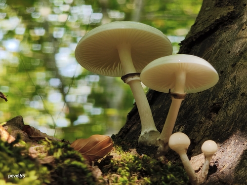 porcelain mushroom