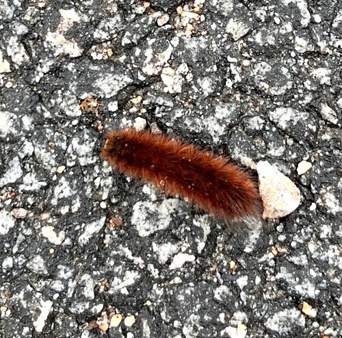 Ruby Tiger Moth