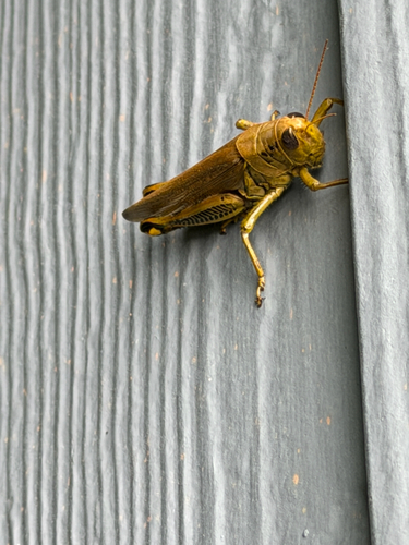 Differential Grasshopper