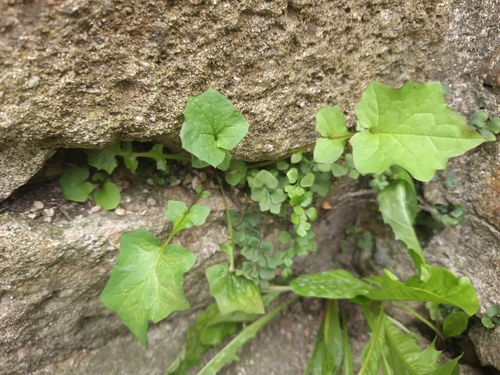 Wall Lettuce