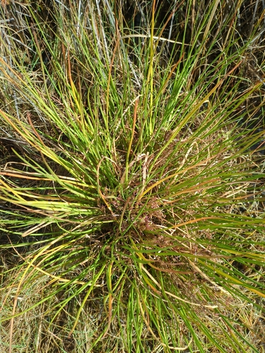 common arrowgrass