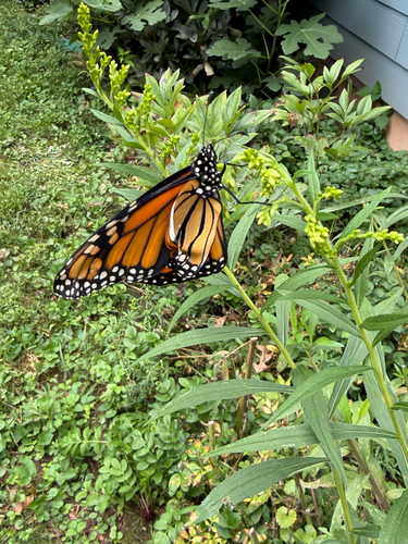 Migratory Monarch
