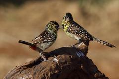 Trachyphonus darnaudii