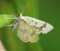 Cyclophora annularia