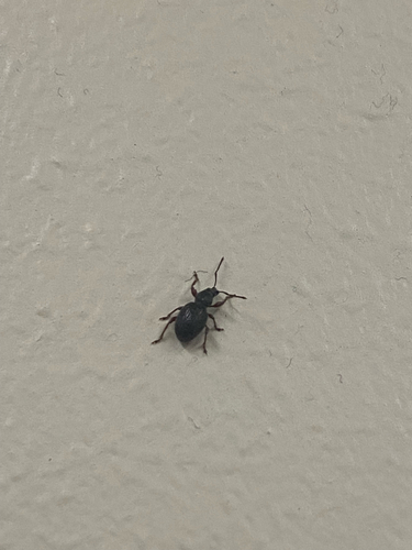 Strawberry Root Weevil