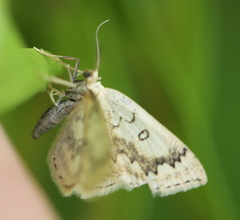 Cyclophora annularia