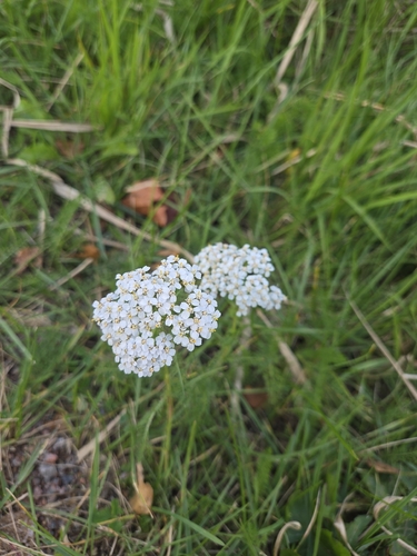 common yarrow