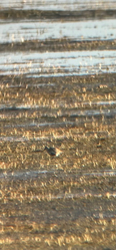 Dunlin