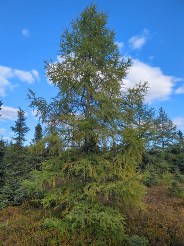 tamarack