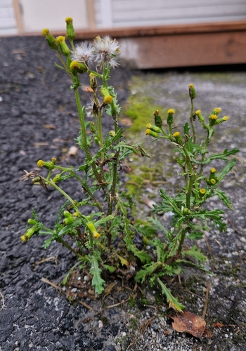 common groundsel