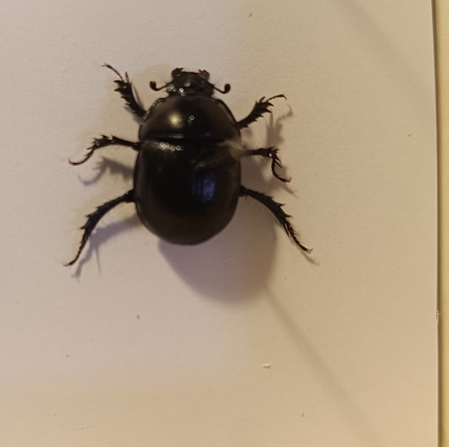 Woodland Dor Beetle