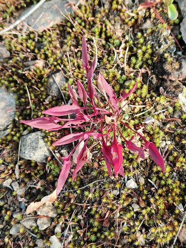 Sheep's sorrel