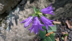 Campanula trachelium, photograph (c) aga_l_, some rights reserved (CC BY)