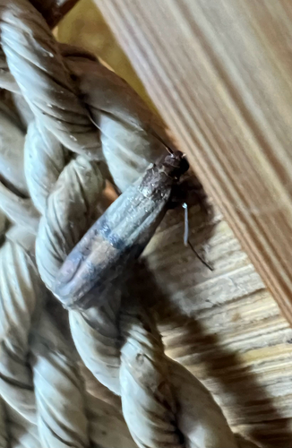 Indian-Meal Moth