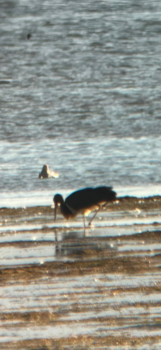 Black Stork