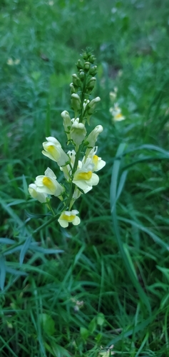 common toadflax