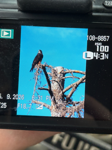 Swainson's Hawk