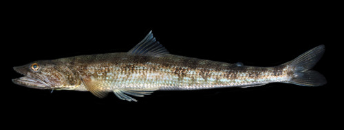 Inshore Lizardfish