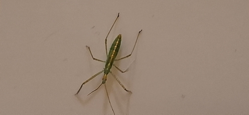 Pale Green Assassin Bug