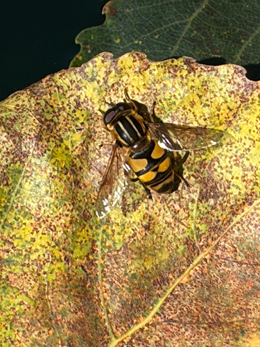 Narrow-headed Marsh Fly