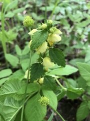 Lamium galeobdolon