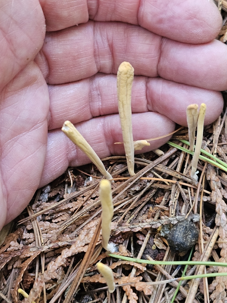 ochre club · September 2026 · photo: Photo: (c) Norma Malinowski, some rights reserved (CC BY) · iNaturalist