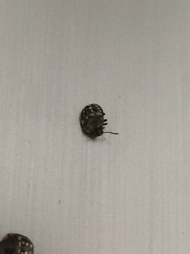 Southern Green Stink Bug