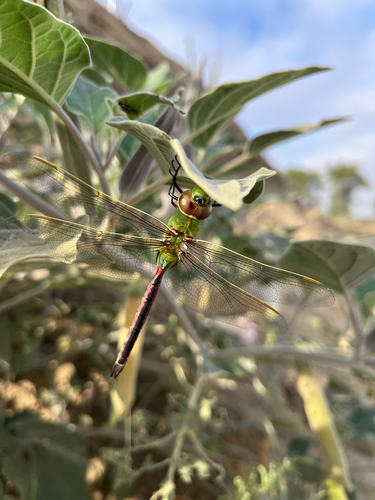 Common Green Darner