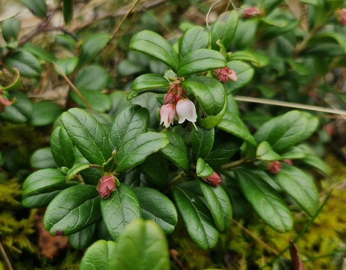 Lingonberry