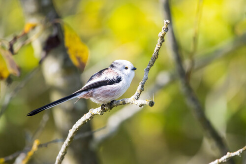 Long-tailed Tit