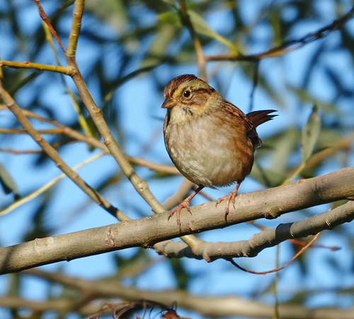 Swamp Sparrow