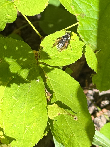 Narrow-banded Pond Fly