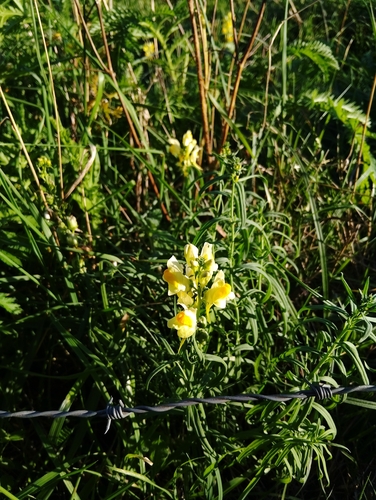 common toadflax