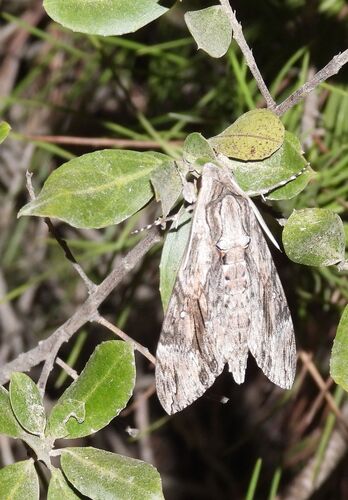 Convolvulus Hawkmoth