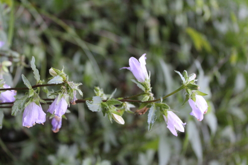 Campanula trachelium, photograph 4